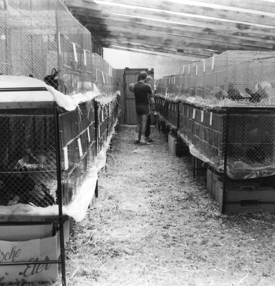 Foto Jungtierschau 1985