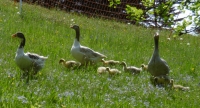 Foto Altdeutsche Gänse