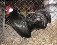 Foto Bantam schwarz