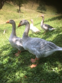 Foto Steinbacher Gänse