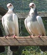 Foto Wiener Gansel blau